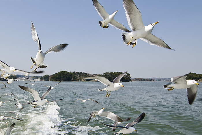 matsushima seagulls group